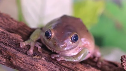 An Australian tree frog sits on the bark of a tree. Stock Footage 263645756