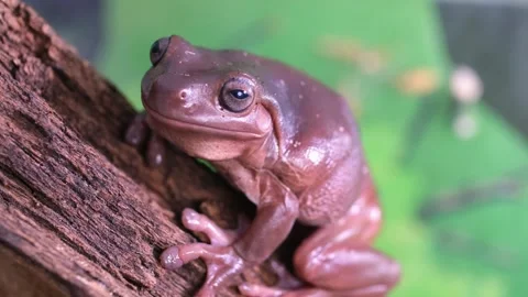 An Australian tree frog sits on the bark of a tree. Stock Footage 263645938