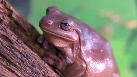 An Australian tree frog sits on the bark of a tree. Stock Footage 263647124