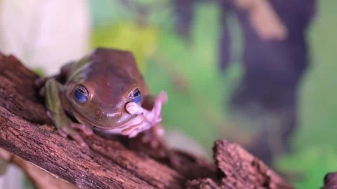 An Australian tree frog sits on the bark of a tree. Stock Footage 263647517