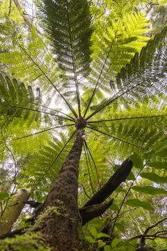 An Australian tree with a large trunk and many branches Stock Photos