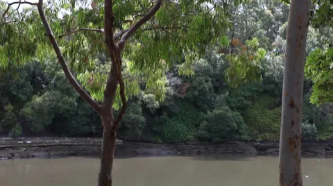 Australian trees and river Vídeo Stock 27939083