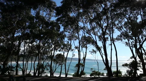 Australian Trees HD 스톡 동영상 44621144