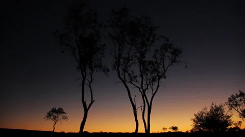 Australian Trees at Sunset/Sunrise Stock Footage