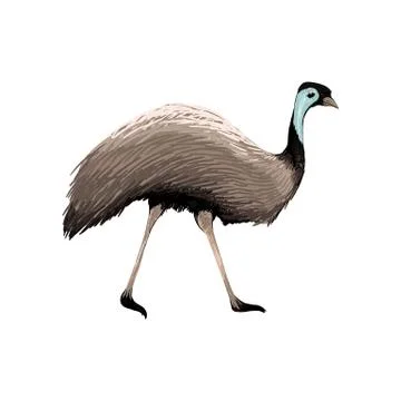 Australian vector animal Stock Illustration