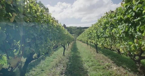 Australian Vineyard, Close Up Stock Footage 316671705