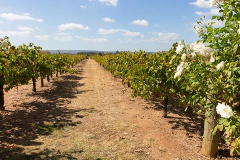 Australian vineyard Stock Photos
