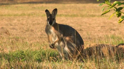 Australian wallaby Stock Footage 2975308