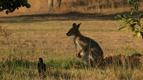 Australian wallaby Stock Footage 2975991