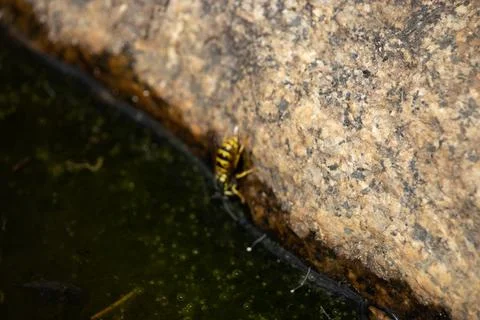 Australian Wasp 스톡 사진