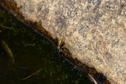 Australian Wasp 스톡 사진