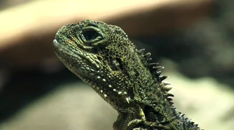 Australian water dragon Stock Footage 797167