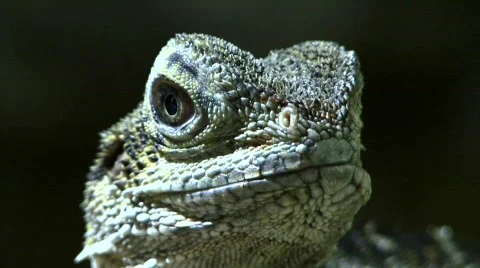 Australian water dragon Stock Footage 797171