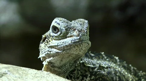 Australian water dragon Stock Footage 817473