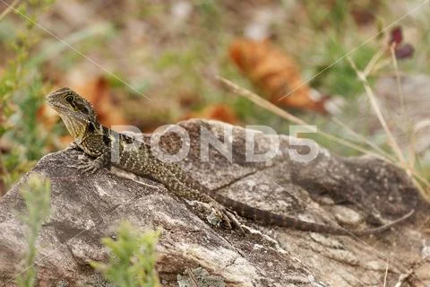 Australian Water Dragon - Intellagama or Physignathus lesueurii howittii, a.. Stock Photos