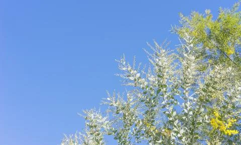 Australian wattle tree background with copy-space Stock Photos
