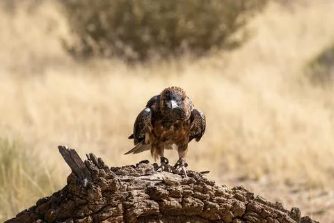 Australian wedge-tailed eagle Stock Photos