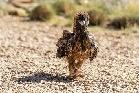 Australian wedge-tailed eagle Stock Photos