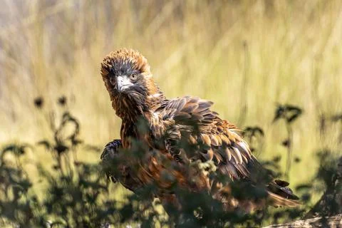 Australian wedge-tailed eagle Stock Photos