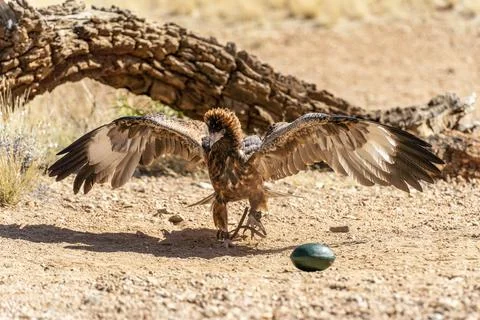 Australian wedge-tailed eagle Stock Photos