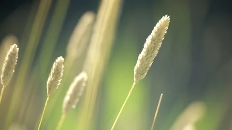 Australian wheat close up Video stock 261346628
