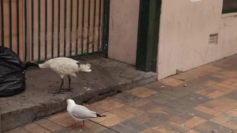 Australian White Ibis attacks some trash Stock Footage 211803185