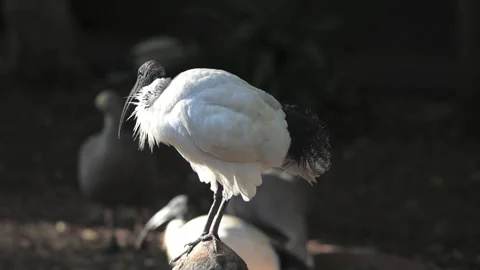 An Australian white ibis, backlit by the sun. Gold Coast, Queensland, Australia. Stock Footage 134990048