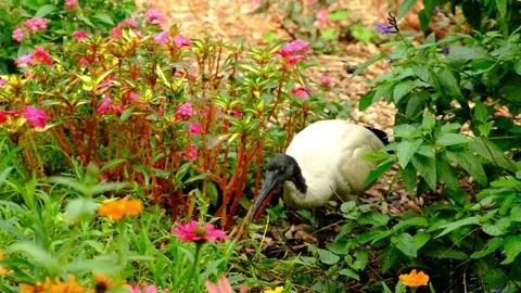 Australian White Ibis In Botanic Gardens Stock Footage 252173841