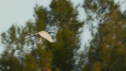 Australian White Ibis Flying Over Trees Stock Footage 319925455