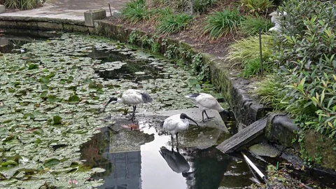 Australian white ibis Video stock 113707387