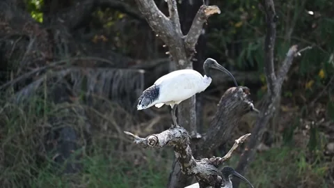 Australian White ibis Stock Footage 250218212