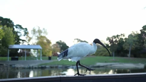 Australian white ibis gracefully walking on a wooden railing in a park Stockbeeldmateriaal 336310611