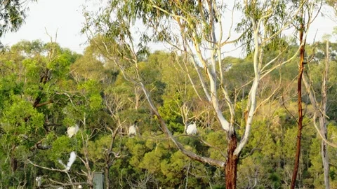 Australian White Ibis Perched in Trees at Wetland Habitat During Golden Hour Stock-Footage 319925255