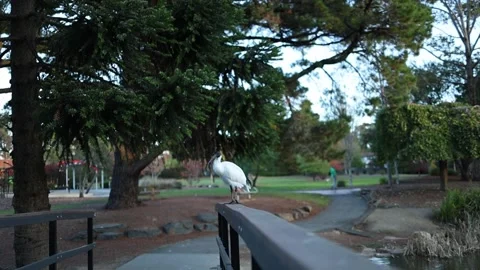 Australian white ibis perching on a bridge rail in a public park Stockbeeldmateriaal 336310278