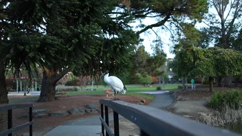 Australian white ibis resting on a bridge rail in a park 動画素材 336310398