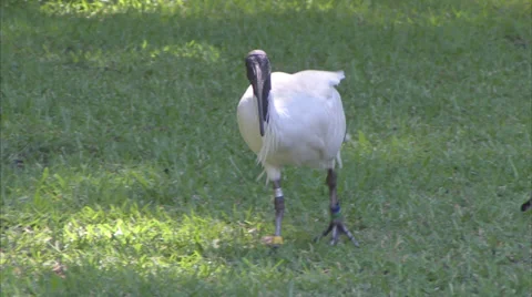 Australian White Ibis roaming in Hyde Park Stock Footage 36136927
