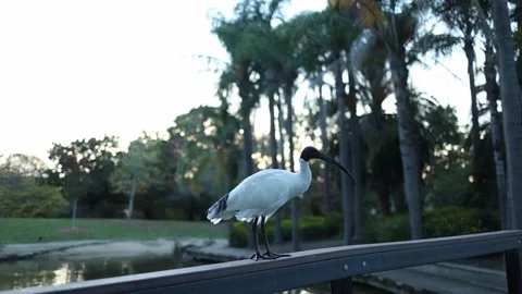 Australian white ibis taking flight from a bridge railing in a park Stockbeeldmateriaal 336310277