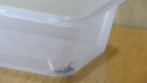 Australian White-tailed Spider motionles... | Stock Video | Pond5