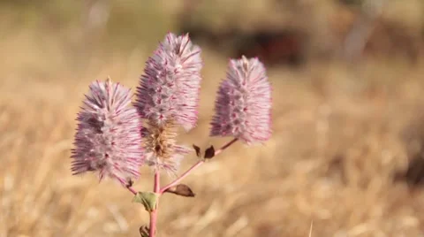 Australian wild flower Stock Footage 8765505