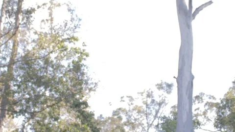 Australian Wilderness in Queensland Stock Footage 86664995