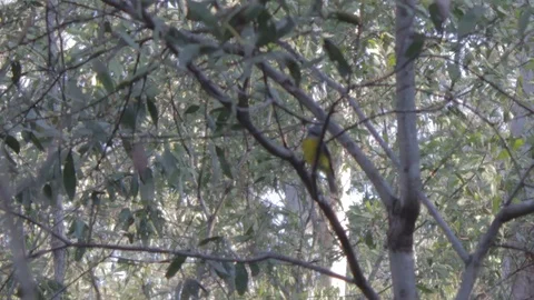 Australian Wilderness in Queensland Stock Footage 86665008