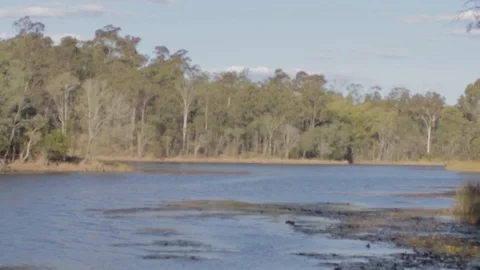 Australian Wilderness in Queensland Stock Footage 86665020