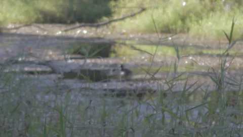 Australian Wilderness in Queensland Stock Footage 86665036