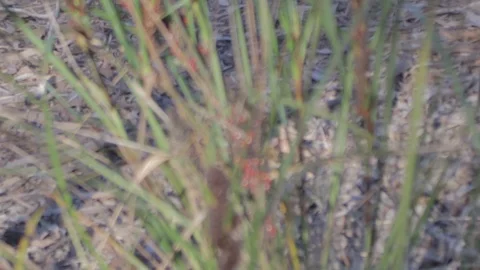 Australian Wilderness in Queensland Stock Footage 86665050