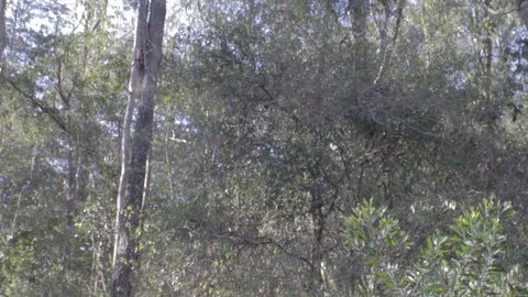 Australian Wilderness in Queensland Stock Footage 86665054