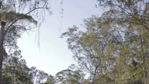 Australian Wilderness in Queensland Stock Footage 86665062
