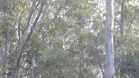 Australian Wilderness in Queensland Stock Footage 86665070