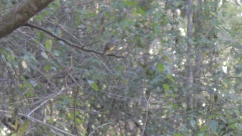 Australian Wilderness in Queensland Stock Footage 86665078