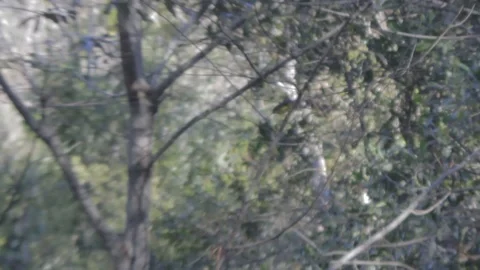 Australian Wilderness in Queensland Stock Footage 86665079