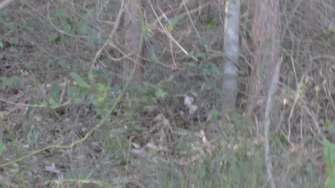 Australian Wilderness in Queensland Stock Footage 86665089